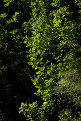 Obraz premium Follaje verde con fondo oscuro, bosque intenso.