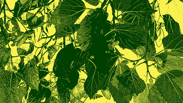 Hojas de morera de color verde y amarillo.