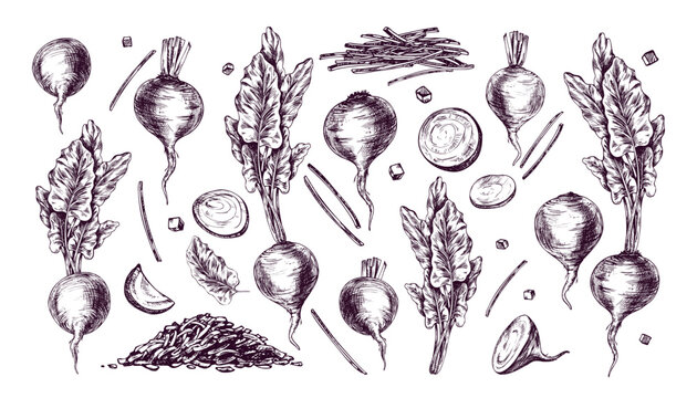 Beet icons set drawn with ink and pen in vintage engraving style. Set of beetroots, cut slices, and leaves for culinary menu design, recipe background, and farm vegetable illustration.