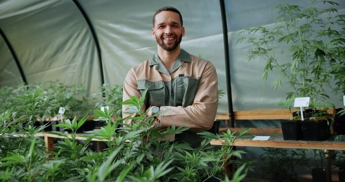 Face, marijuana or man in greenhouse with arms crossed, ambition or career pride in cbd production. Horticulture, happy or cultivator with hemp plants, about us or confidence in cannabis business.