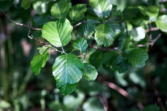 Close-up of vibrant green, serrated leaves on branch of common alder tree. Plant thrives in wet habitats like riversides or swamps. Foliage shows distinct veins and rounded, oval shapes.