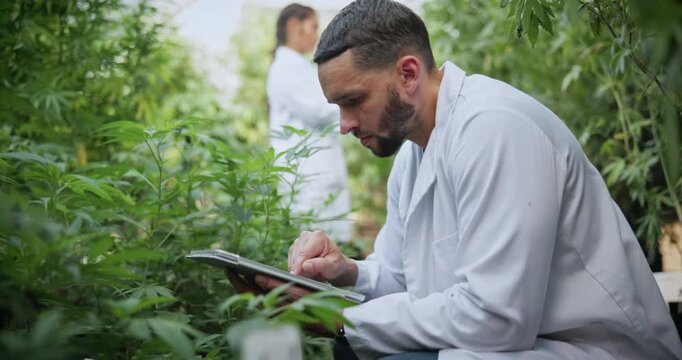 Cannabis, scientist or man with tablet in greenhouse, cultivation report or development inspection. Medical agriculture, marijuana or person with tech for plant research, strain growth log or typing