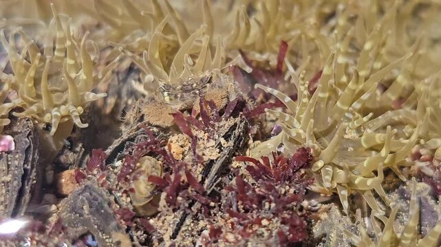 Close up view of aggregating anemone Anthopleura elegantissima and red algae swaying in a shallow rocky tide pool under clear rippling water