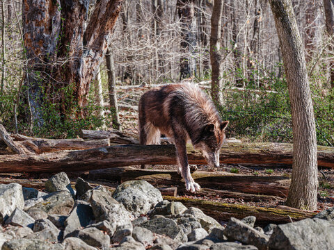Dark Wolf Crossing Fallen Logs in Woodland Habitat