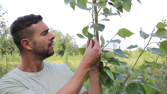 Man Inspecting Poplar Leaves in Windy Field