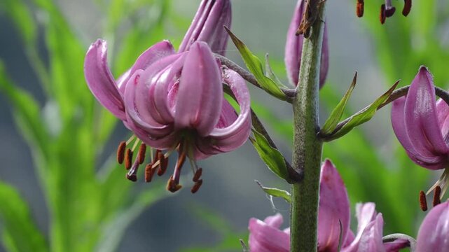 martagon lily , Turk's cap lily, LILIUM MARTAGON, Gran Paradiso National Park, Cogne, Valnontey, Valle d'Aosta, Italy,