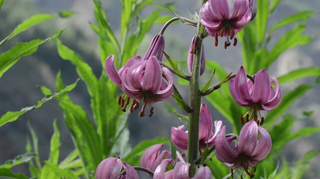martagon lily , Turk's cap lily, LILIUM MARTAGON, Gran Paradiso National Park, Cogne, Valnontey, Valle d'Aosta, Italy,