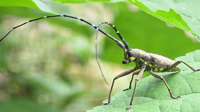 
Side-view ultra-close macro close-up video of a long-antennaed mulberry longhorn beetle sitting on a green leaf.#004