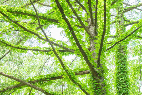 新緑の季節にツタが一面に絡みついた巨木と美しい木漏れ日  Large tree covered in lush green ivy with beautiful sunlight filtering through the leaves