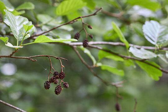 Branches of Alnus glutinosa show fresh green serrated leaves alongside dark brown, woody, cone-like female catkins and ripening seeds in soft natural light, typically found near water bodies.