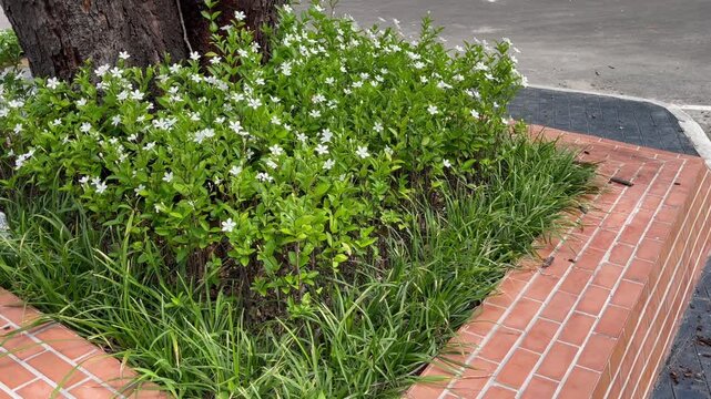 Green park surrounded by tropical plant garden , stock footage