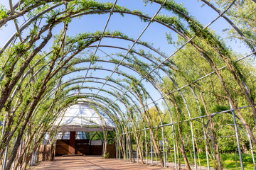Willow cathedral or willow dome in IGA park in Rostock, Germany. Arch construction © Viktoriia Paniot
