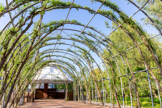 Willow cathedral or willow dome in IGA park in Rostock, Germany. Arch construction