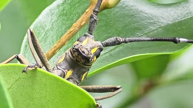 Ultra-close macro close-up video of the face of a long-antennaed mulberry longhorn beetle sitting on a green leaf.#006
