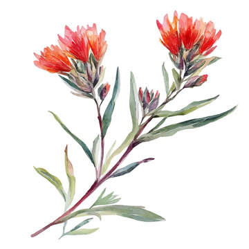 Indian Paintbrush Branch, beautiful watercolor illustration with vivid colors and detailed vector style, isolated on a white background.