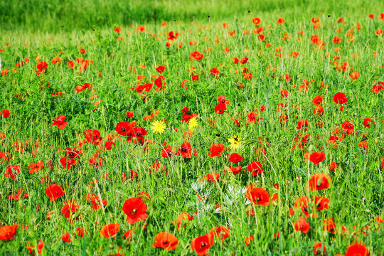 Poppy field in the Vincennes wood