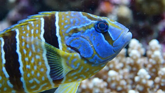 Close-Up of a Vibrant Blue and Yellow Fish in Coral Reef Ecosystem, Showcasing Detailed Scales in Marine Setting