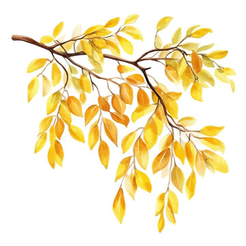 Golden Rain Tree Branch, high quality watercolor illustration with transparent textures, isolated on a white background.