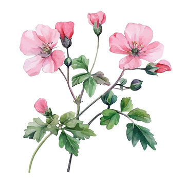 Geranium Branch, high quality watercolor illustration with transparent textures, isolated on a white background.