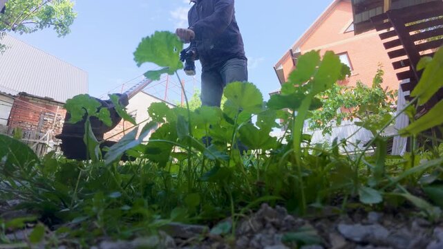 A man trims the grass in his yard with a buzzing trimmer, carefully edging along paths and fences. Fresh clippings scatter as he moves, surrounded by greenery and the hum of summer.