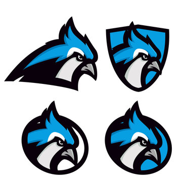 Fierce Blue Jay Sports Mascot Logo Vector