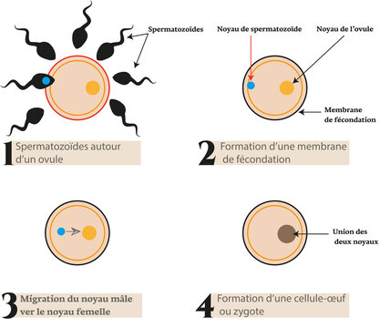 Diagram of the stages of fertilization and zygote formation.