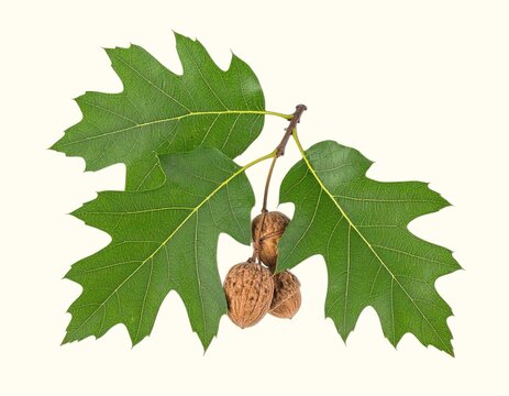 Pinnate hickory leaves and hard-shelled hickory nuts isolated on white background, dense hardwood tree botanical close-up