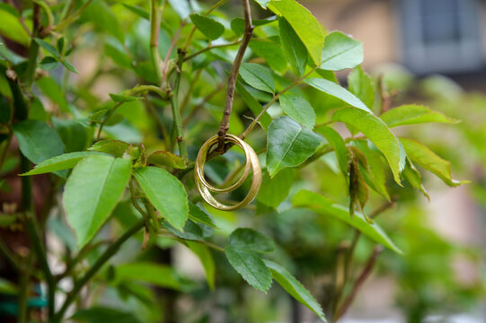 Goldene Eheringe zwischen gr&uuml;nen Bl&auml;ttern als romantisches Hochzeitsmotiv. Symbol f&uuml;r Liebe, Ehe, Verlobung, Treue, Juwelierkunst und unvergessliche Hochzeitsmomente.