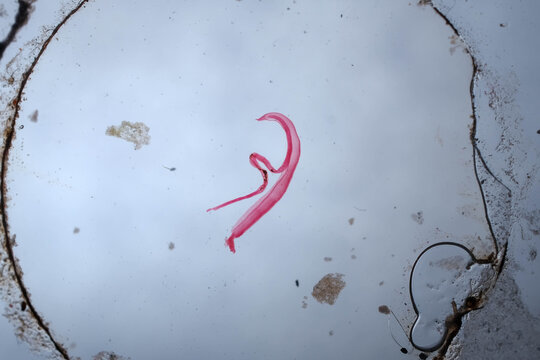 Schistosoma Japonicum Paired Male Female Worms Carmine Stained