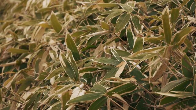 Close-up of gently swaying Kuma bamboo grass