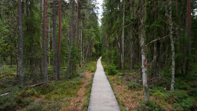 Aerial drone view of a wooden boardwalk through dense forest in Tinovul Mare peat bog preserve