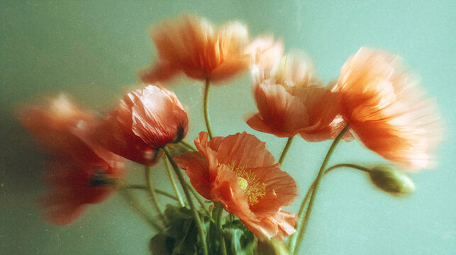 Retro Y2K Poppy Flowers with Vintage Film Texture and Nostalgic Postcard Aesthetic. Artistic vintage-inspired floral composition featuring coral red poppies with soft motion blur, retro film grain
