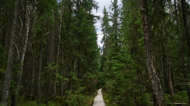 Aerial drone view of a wooden boardwalk through dense forest in Tinovul Mare peat bog preserve