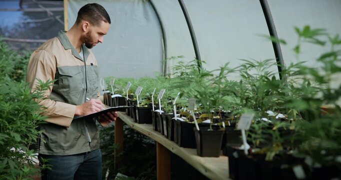 Man, inspection and checklist in greenhouse with marijuana, writing review and monitor weed growth. Farmer, person walk and notes with clipboard, cannabis production or thc plants for small business.