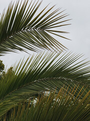 Close-Up of Palm Leaves Against a Cloudy Sky © Floral Deco