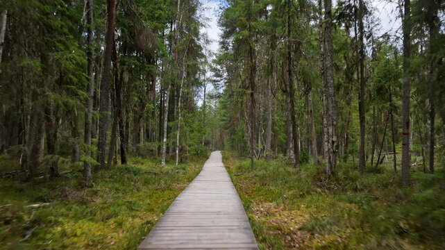 Aerial drone view of a wooden boardwalk through dense forest in Tinovul Mare peat bog preserve