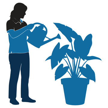 woman watering blue houseplant with green leaves in modern home interior minimalist decor