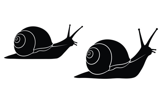 Two Garden Snails In Black Silhouette snail
