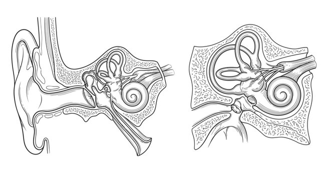 Anatomy of the Human Ear: Detailed illustration showcasing the intricate structures of the human ear, including the outer ear, middle ear with ossicles.