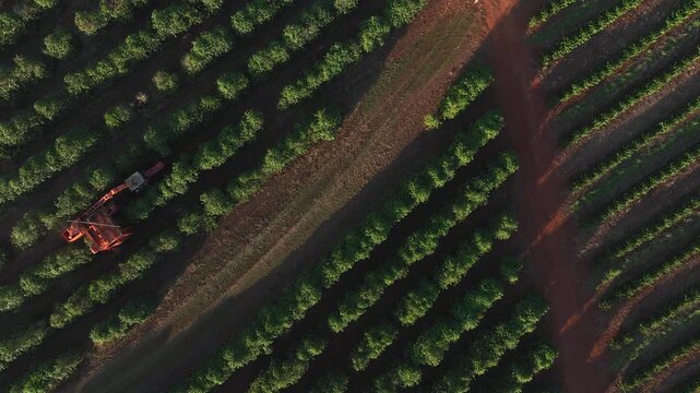 Zenith aerial view of a mechanical harvester and tractor in a coffee plantation