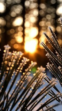 Frosted grass close up at golden sunrise in quiet forest