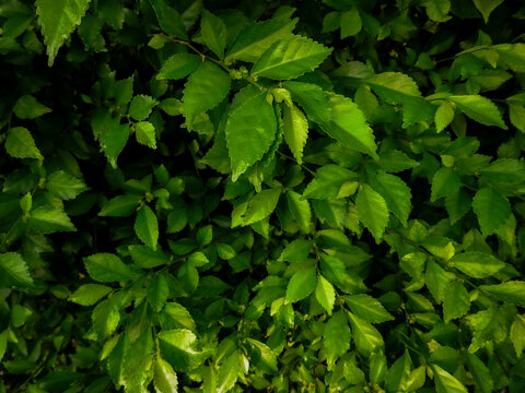 Close up of Acalypha siamensis shrub featuring dense small leaves forming a compact green hedge. Captured with natural lighting, ideal for landscaping, garden borders, and botanical background texture