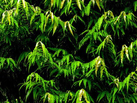 View of False Ashoka tree (Polyalthia longifolia) showcasing its tall narrow structure and cascading green leaves. Captured in natural lighting, ideal for landscaping, urban greenery