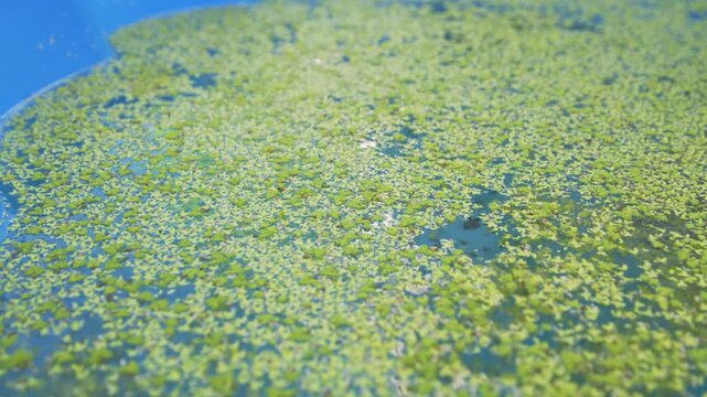 Azolla and duckweed in a blue kids pool growing for cost effective chicken feed.