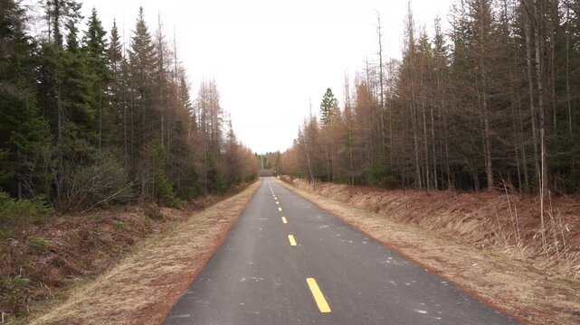A paved bicycle path with yellow lane markings stretches into the distance, flanked by dense evergreen and dormant coniferous forest trees on both sides in a natural, open landscape.