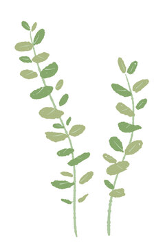 Eucalyptus Branch with Tiny Oval Leaves