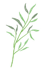 Obraz premium Single Willow Eucalyptus Branch Vector
