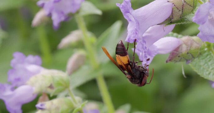 Upside-down Lesser Banded Hornet eating honey bee kill on a Western Ghats Karvi flower; unique nature story.