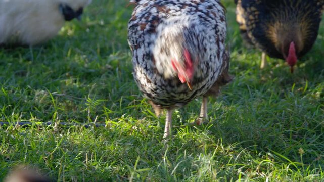 A flock of backyard chickens forage and peak in the long green grass looking for bugs and worms whilst scratching and digging in the sunshine.