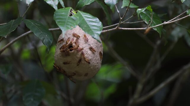 The South American swarm-founding wasp Polybia emaciata rare eusocial Vespidae because it uses mud social Wasp nest in Tropical rainforest jungle forest